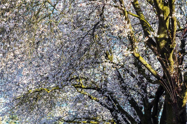 Цветок белого миндального дерева — стоковое фото