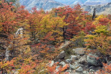 Los Glaciares National Par sonbaharda güzel renkli ağaçlar
