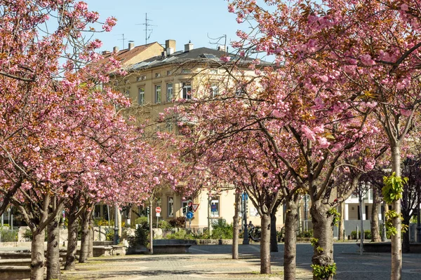 Cherry Blossom à l'opéra — Photo