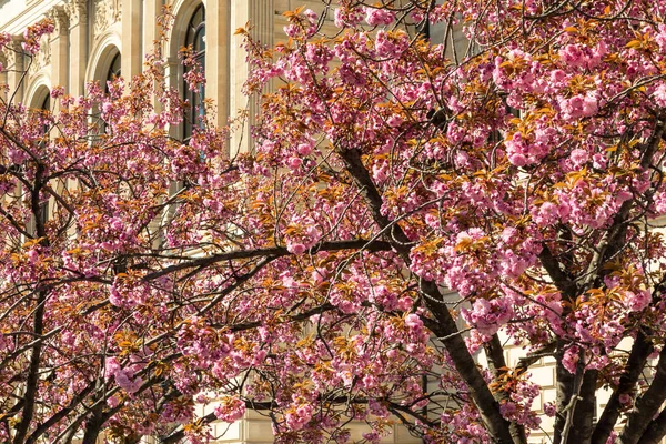 Kirsebærblomst i operahuset - Stock-foto