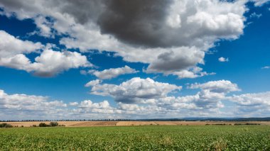 Yeşil arpa tarlalı tepe, Wetterau, Hessen, Almanya