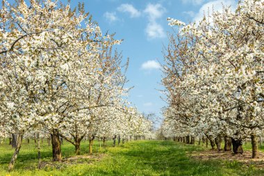 Ockstadt yakınlarındaki kiraz ağacı çiçeği, Wetterau, Hessen, Almanya