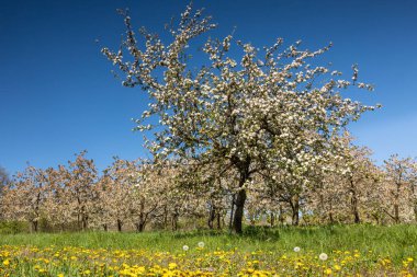 Ockstadt yakınlarındaki kiraz ağacı çiçeği, Wetterau, Hessen, Almanya