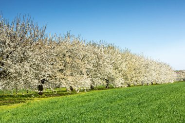 Ockstadt yakınlarındaki kiraz ağacı çiçeği, Wetterau, Hessen, Almanya