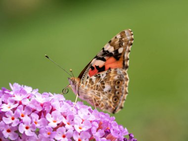 Mor bir çiçeğin üstündeki tavus kuşu kelebeği, Taunus, Hesse, Almanya