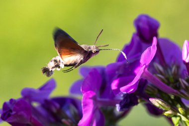 Mor bir çiçekte uçan bir sinekkuşu güvesi.