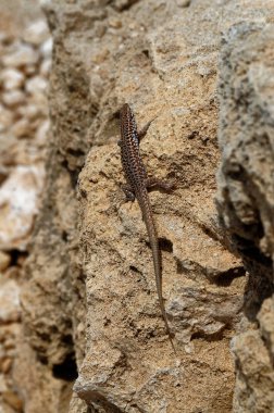 Yaygın duvar kertenkele bir taşa tadını çıkarma