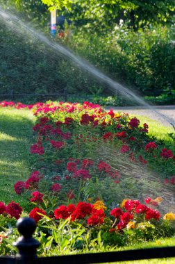 Yağmurlama yeşil çim ve kırmızı çiçek. Bu çim Leipzig Almanya Merkez Tren istasyonunun yakınında yer alır