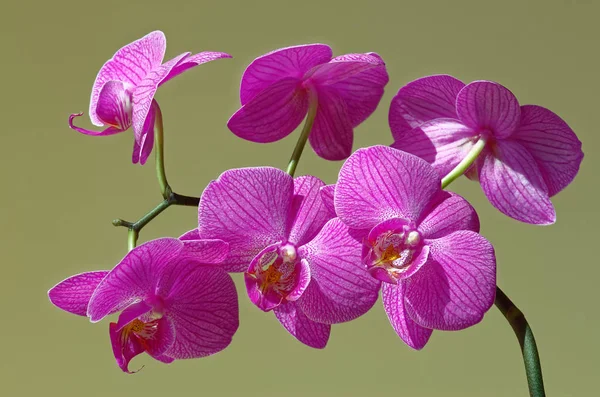 Phalaenopsis orkide çiçek. Açık yeşil renkli fotoğrafı kapatın