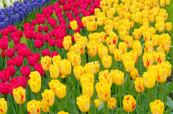 Bunte Tulpen Reihen Sich Aneinander — Stockfoto