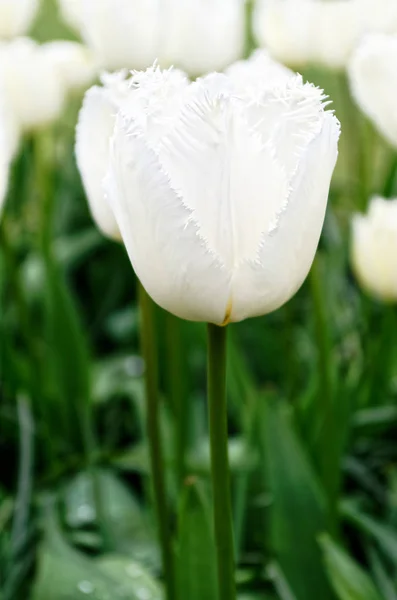 Nahaufnahme Eines Einzelnen Weißen Tulpenblütenblattes — Stockfoto