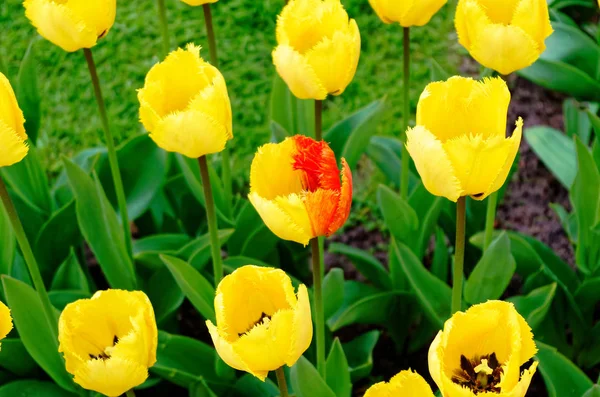 Jeden Vícebarevný Tulipán Uvnitř Pole Žluté Tulipány — Stock fotografie