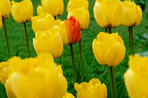 Tulipán Bicolor Único Dentro Tulipanes Amarillos — Foto de Stock