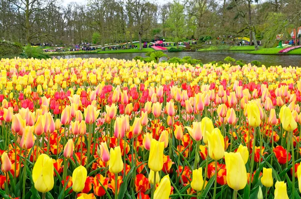 Renkli Lale Park alanın üzerinde seyir