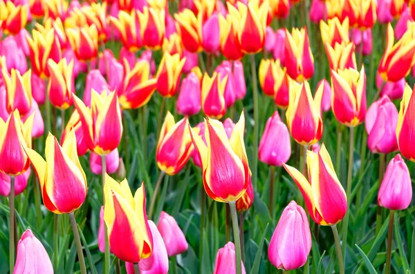 Feld Aus Zweifarbigen Tulpen Als Nahaufnahme — Stockfoto