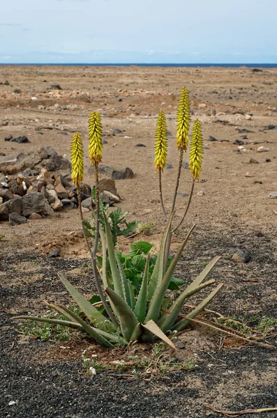 Aloe Vera bitki bush Çiçek Doğa, ada Sal, Cape Verde