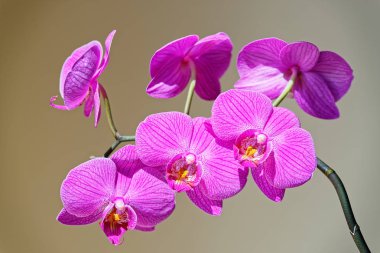 Gri kahverengi zemin orkide şube