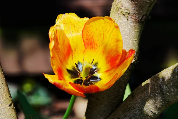 Nahaufnahme Orangefarbener Tulpe Auf Dunklem Naturhintergrund — Stockfoto