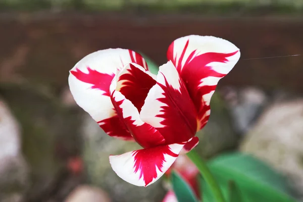 Nahaufnahme Einer Weiß Rot Gefärbten Tulpe Blüte — Stockfoto