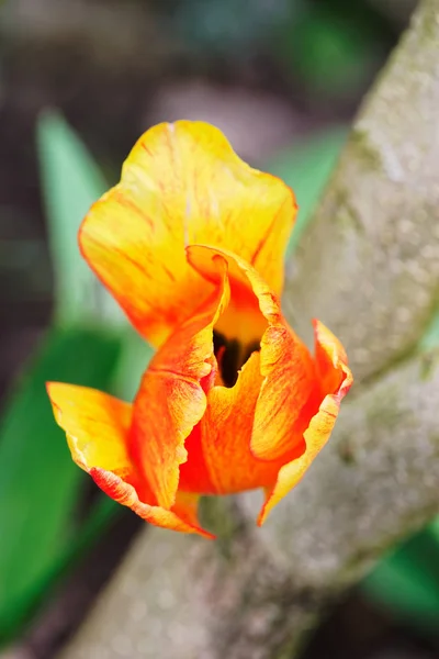 Primer Plano Del Colorido Pétalo Tulipán Medio Cerrado — Foto de Stock