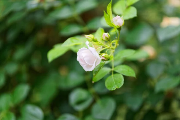 Nahaufnahme Einer Einzelnen Kleinen Weißen Rose — Stockfoto