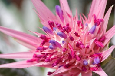 Bromeliad ağaçları tropikal renkli çiçek yakın çekim
