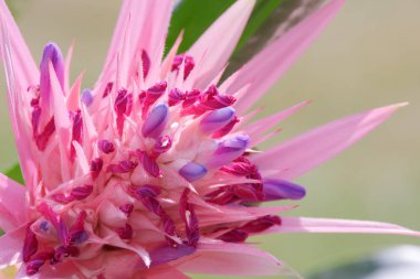 Bromeliad ağaçları tropikal renkli çiçek yakın çekim