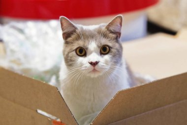 Kedi bir ambalaj kurulu kamera doğru sürpriz bakıyor