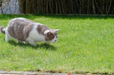 Yeşil çimenlerin üzerinde oynarken Britanya ile ilgili stenografi kedi