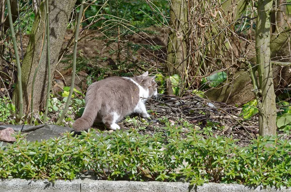 British shorthair cat hunting in the bush