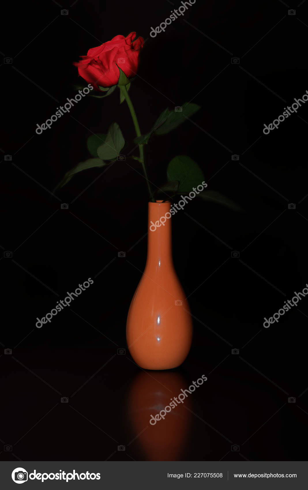 Single Red Rose Vase Black Background Stock Photo C Pilotton