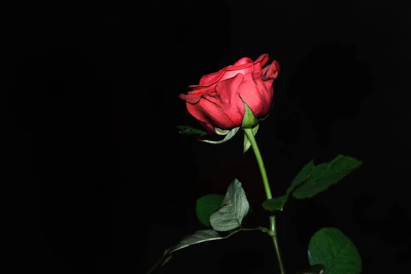 Rosa Roja Sobre Fondo Negro Con Espacio Para Copiar — Foto de Stock