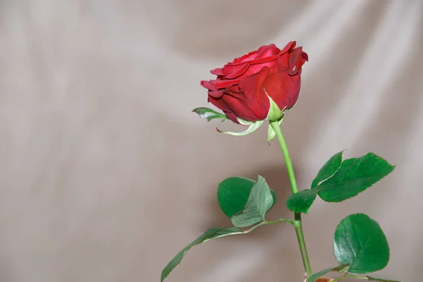 Rosa Roja Sobre Fondo Gris Con Arrugas — Foto de Stock