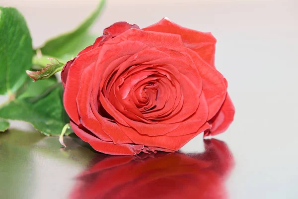 Detail Jedinou Rudou Růži Odrazné Plochy — Stock fotografie
