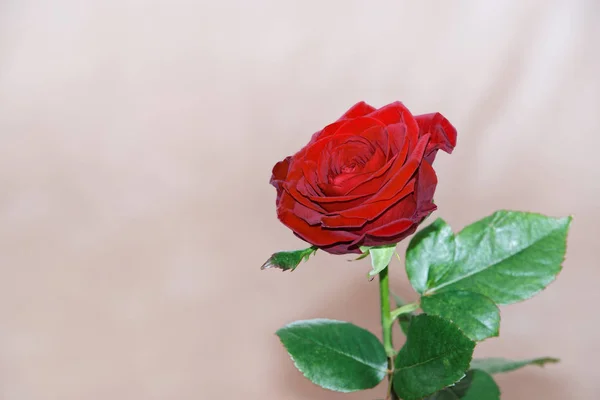 Jedną Czerwoną Różą Szarym Tle Zmarszczkami — Zdjęcie stockowe
