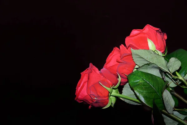Close Três Rosas Vermelhas Fundo Preto — Fotografia de Stock