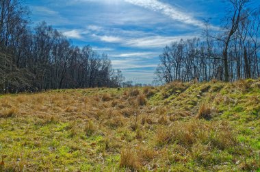 Güzel panoramik manzara mavi bulutlu gökyüzü karşı ağaçlarının arasında bir alanının. Doğa rezerv Boberger Niederung Hamburg, Almanya
