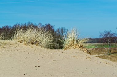 Sandy tepeleri ve arka planı mavi gökyüzü bir ormanda. Doğa rezerv Boberger Niederung Hamburg, Almanya