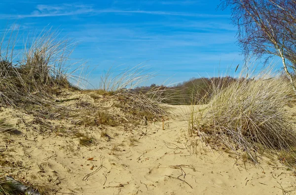 Panoramautsikt Boberger Dunes Naturen Reserverar Boberger Niederung Hamburg Tyskland — Stockfoto