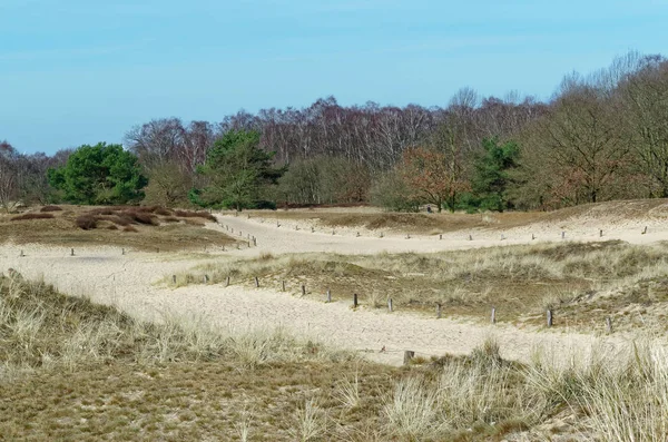 Sandy tepeleri ve arka planı mavi gökyüzü bir ormanda. Doğa rezerv Boberger Niederung Hamburg, Almanya
