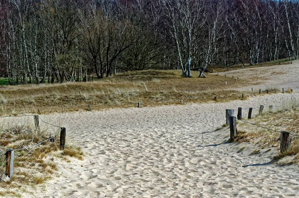 Sandy dunes içinde doğa rezerv Boberger Niederung Hamburg, Almanya