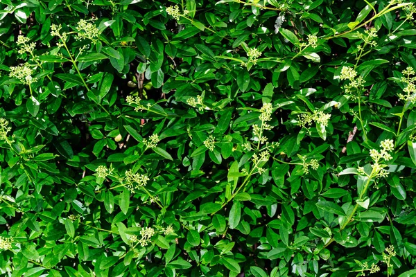 Primo piano di rami di siepi di privet, siepi di ligustrum — Foto Stock