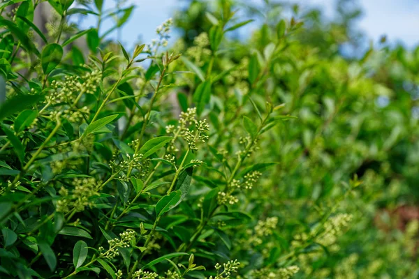 Side view of privet hedge branches branches, ligustrum plant — Stock Image Side view of privet hedge branches branches, ligustrum plant Stock Image