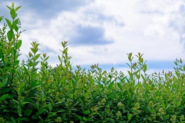 Branches of privet hedge (ligustrum) against cloudy blue sky — Stock Image Branches of privet hedge (ligustrum) against cloudy blue sky Royalty Free Stock Images