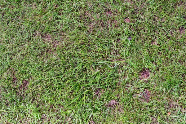 Zielony trawnik z łyse plamy — Zdjęcie stockowe