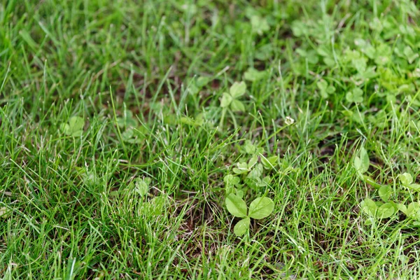 Cloverleaf w zielonym trawniku — Zdjęcie stockowe