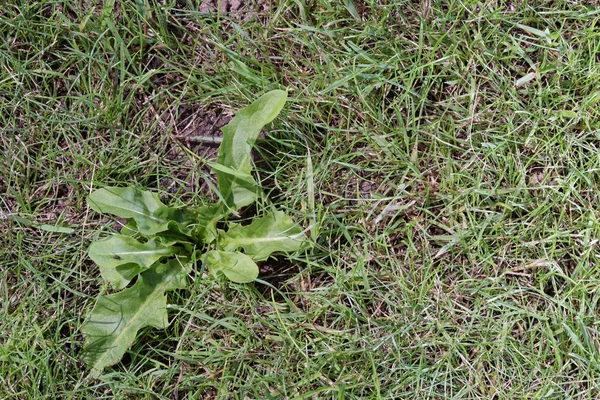Zbliżenie chwastów w zielonym trawniku z bezpośrednio powyżej — Zdjęcie stockowe