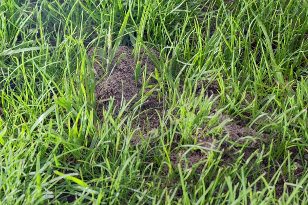 Zbliżenie mrowisko w zielonym trawniku — Zdjęcie stockowe