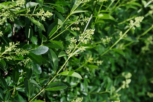 Closeup of a flowering branch of privet hedge, ligustrum plant — Stock Image Closeup of a flowering branch of privet hedge, ligustrum plant Stock Picture