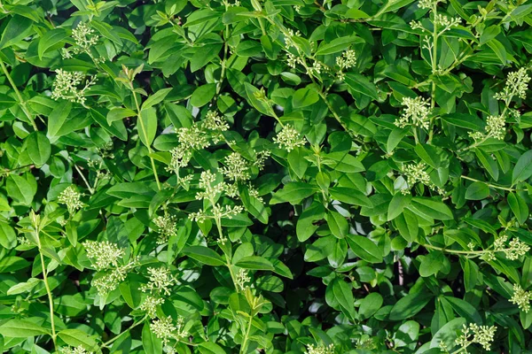 Close up of privet hedge branches in bloom — Stock Image Close up of privet hedge branches in bloom Stock Image